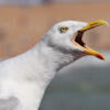 seagull_r621